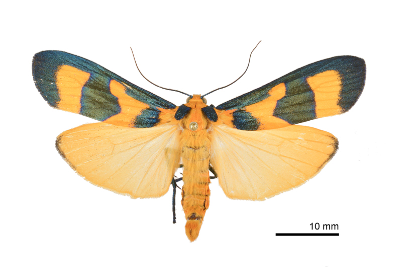 Chrysaeglia magnifica Male